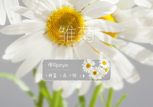雏菊