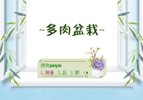 【晓】多肉盆栽