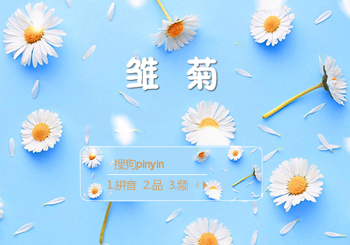 雏菊