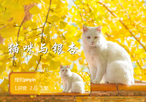 猫咪与银杏