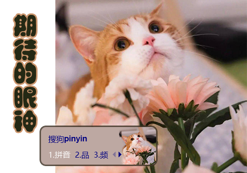 小萌猫