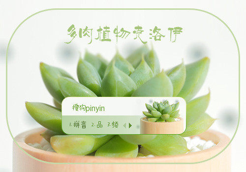多肉植物克洛伊