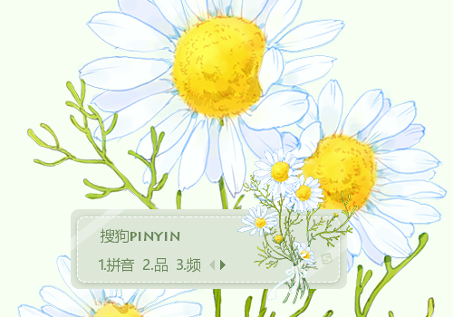 雏菊