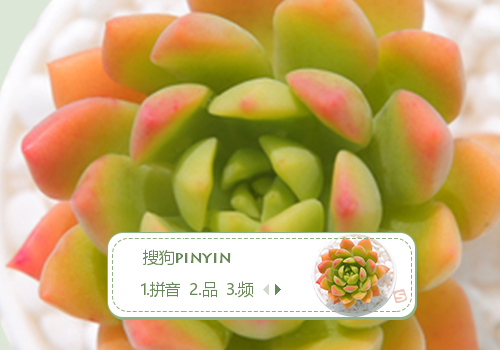多肉植物